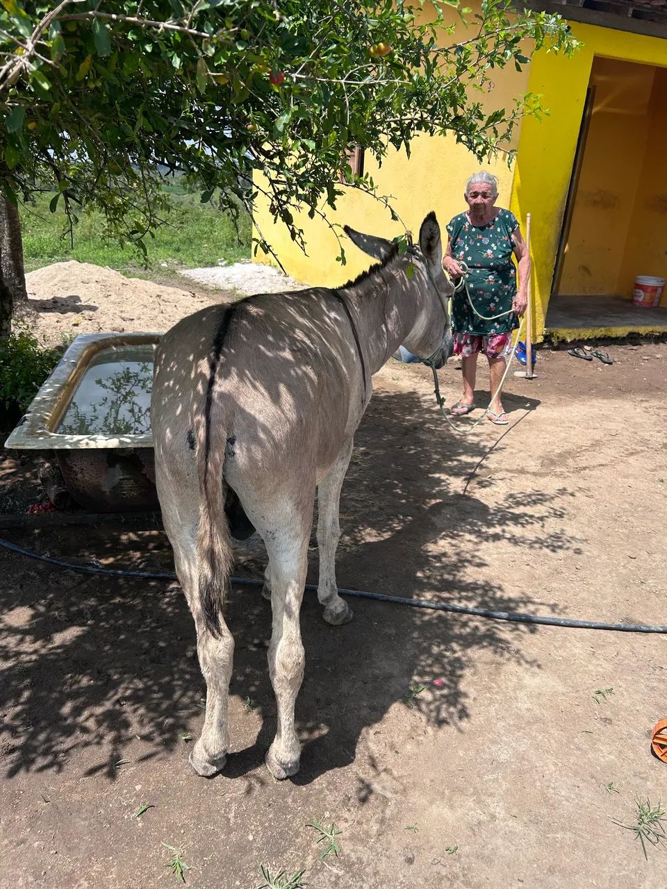 Jumento  - Foto 4