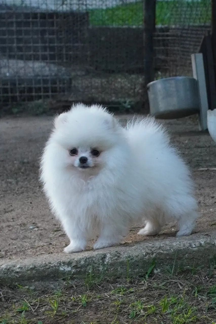 Lulu Da Pomerânia Padrão Ursinho Filhotes de Anões Pedigree e Microchip