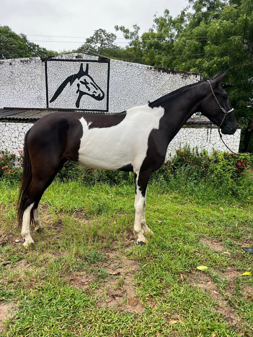 POLTRA PAMPA DE PRETO MONTADA DE MARCHA PICADA 