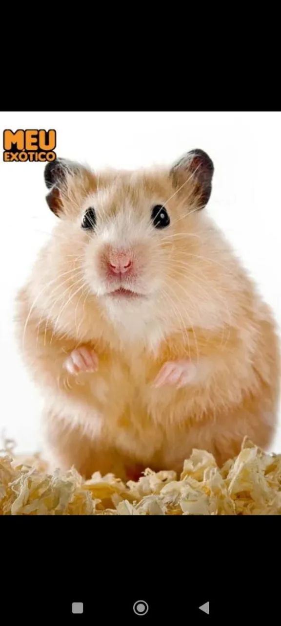 Hamster fofinhos - Foto 2