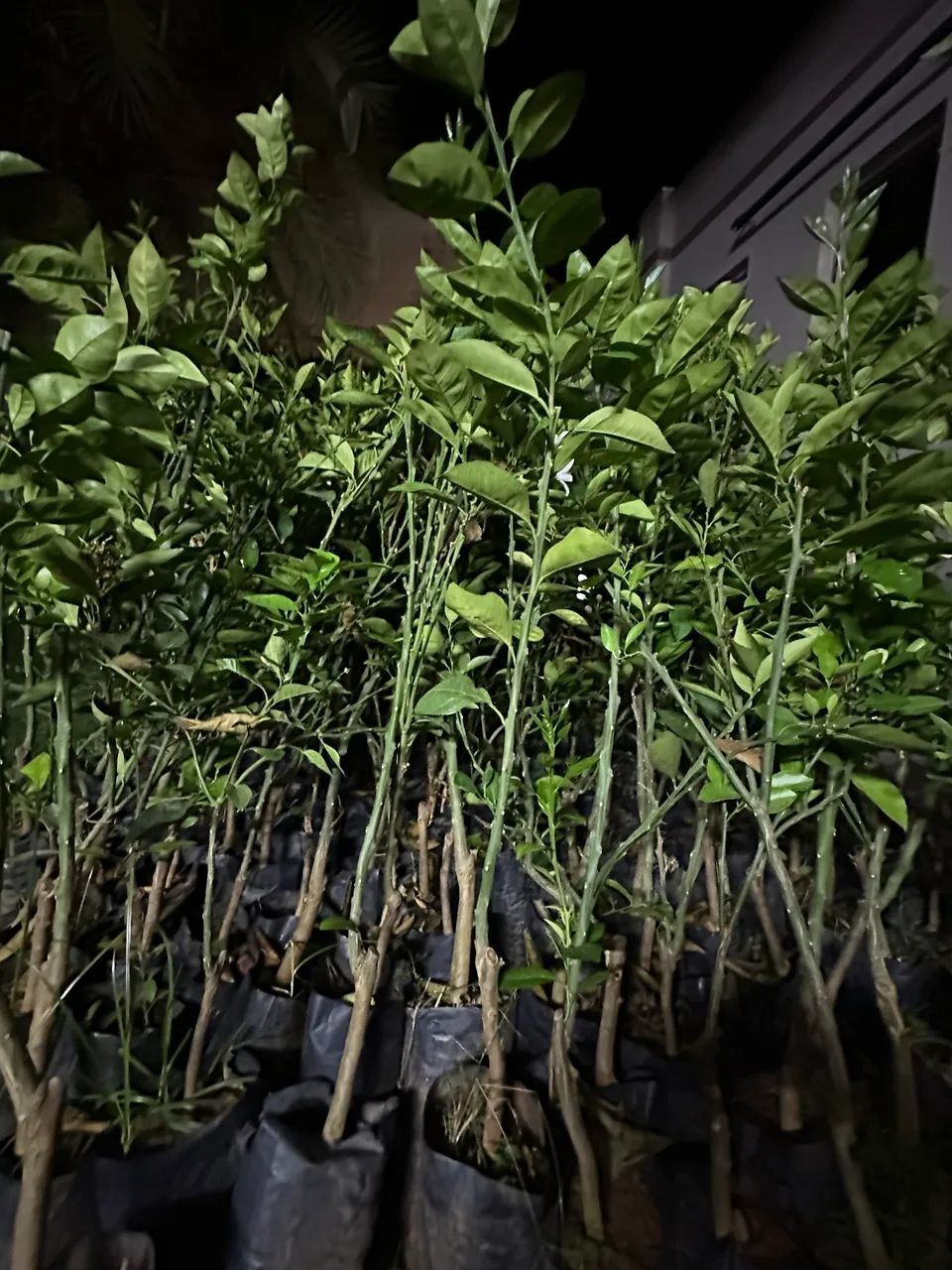 Mudas de Laranja  - Foto 5