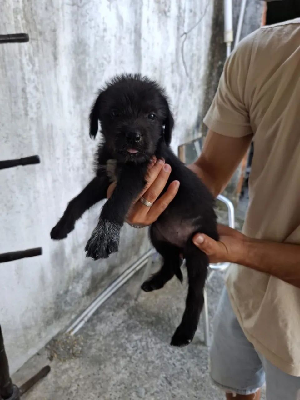 Cachorro  - Foto 2
