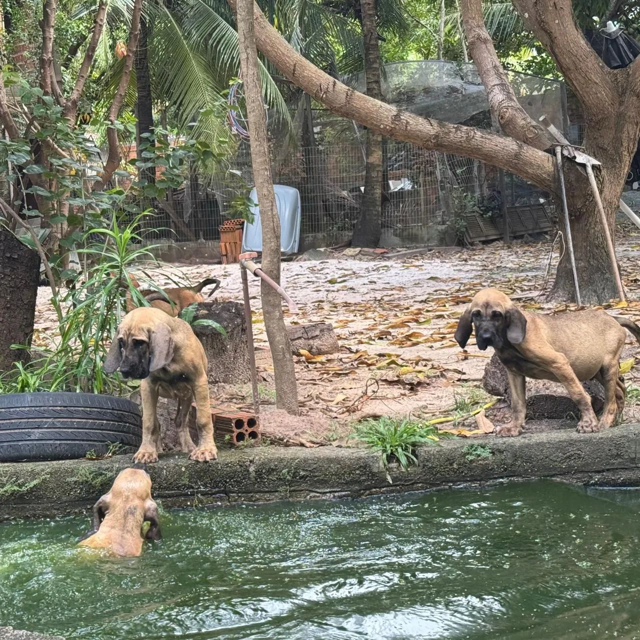 Cachorro  - Foto 4