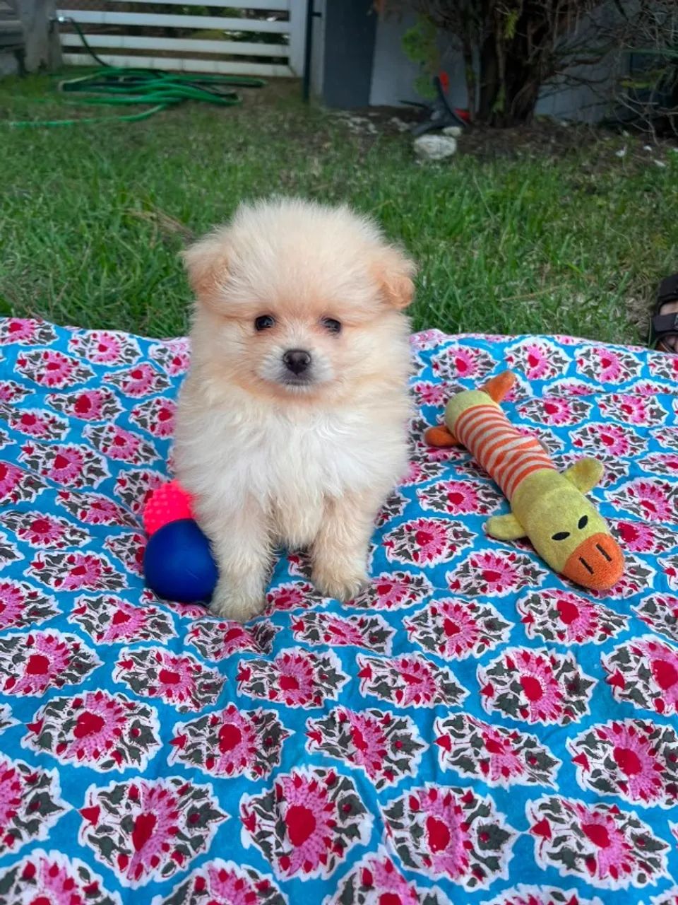 Filhote de Spitz Alemão- Lulu da Pomerânia A partir de 2.500,00 R$ - Foto 3