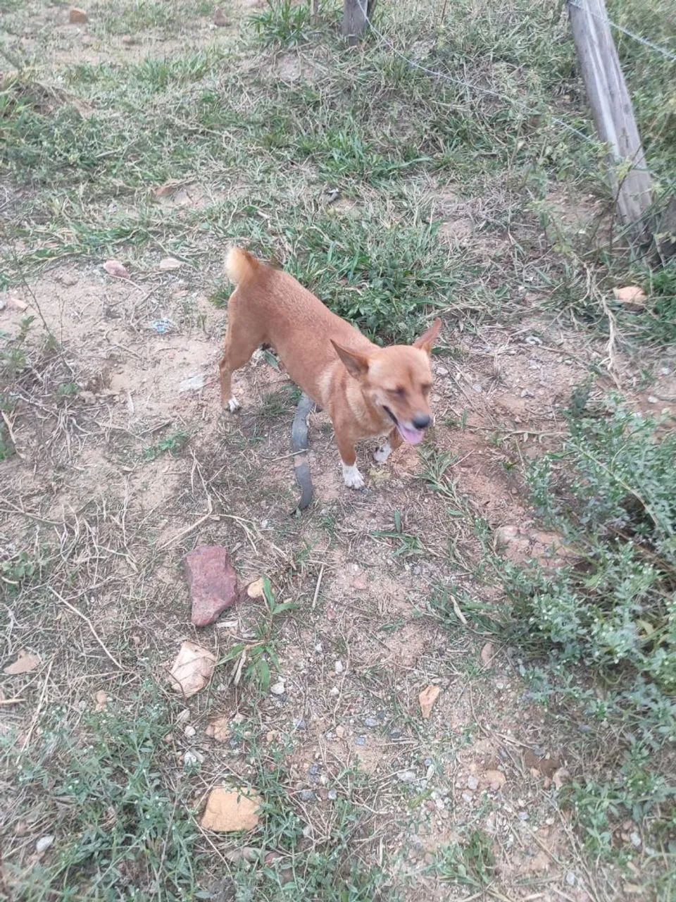 doação de filhotes com a mae