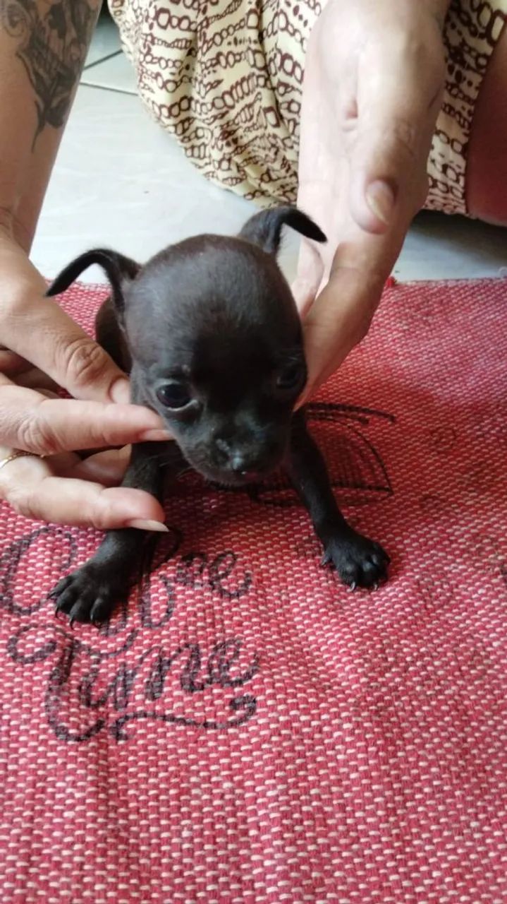 Pinscher 0 com 1 - Foto 2