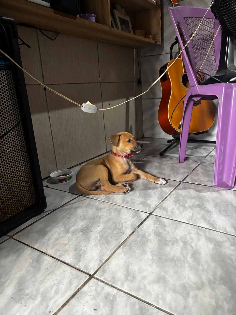 ADOÇÃO RESPONSÁVEL  - Foto 3