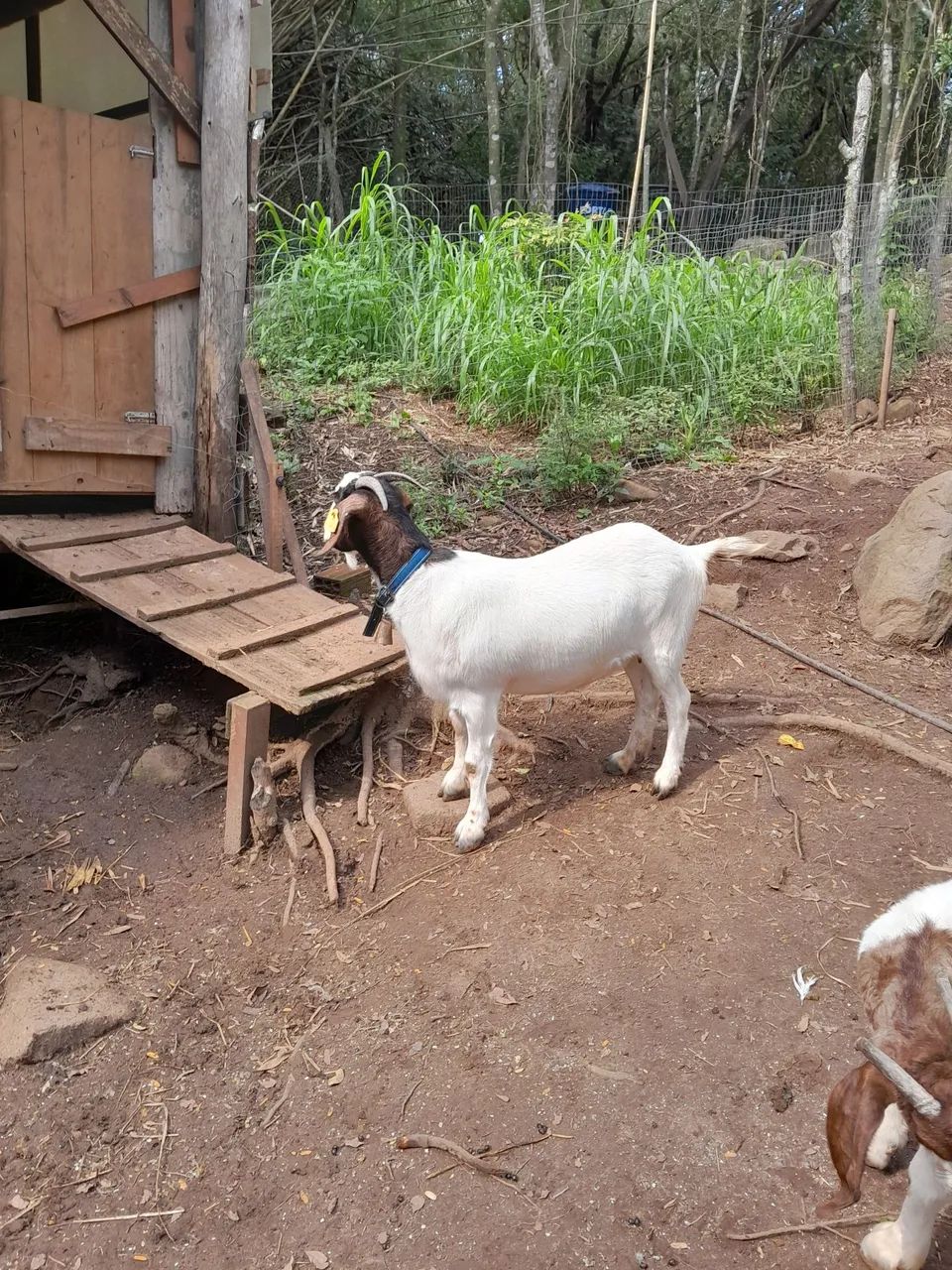 Cabra boer pura 
