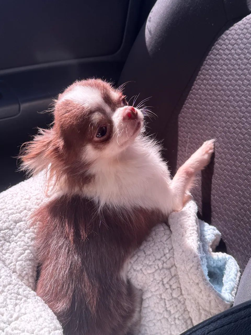 Chihuahua macho chocolate pelo longo com 1 ano para companhia - Foto 2