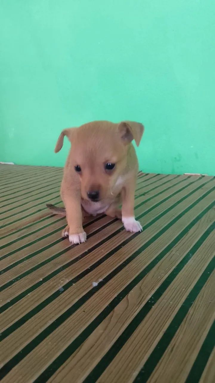Filhotes de pinscher - Foto 5