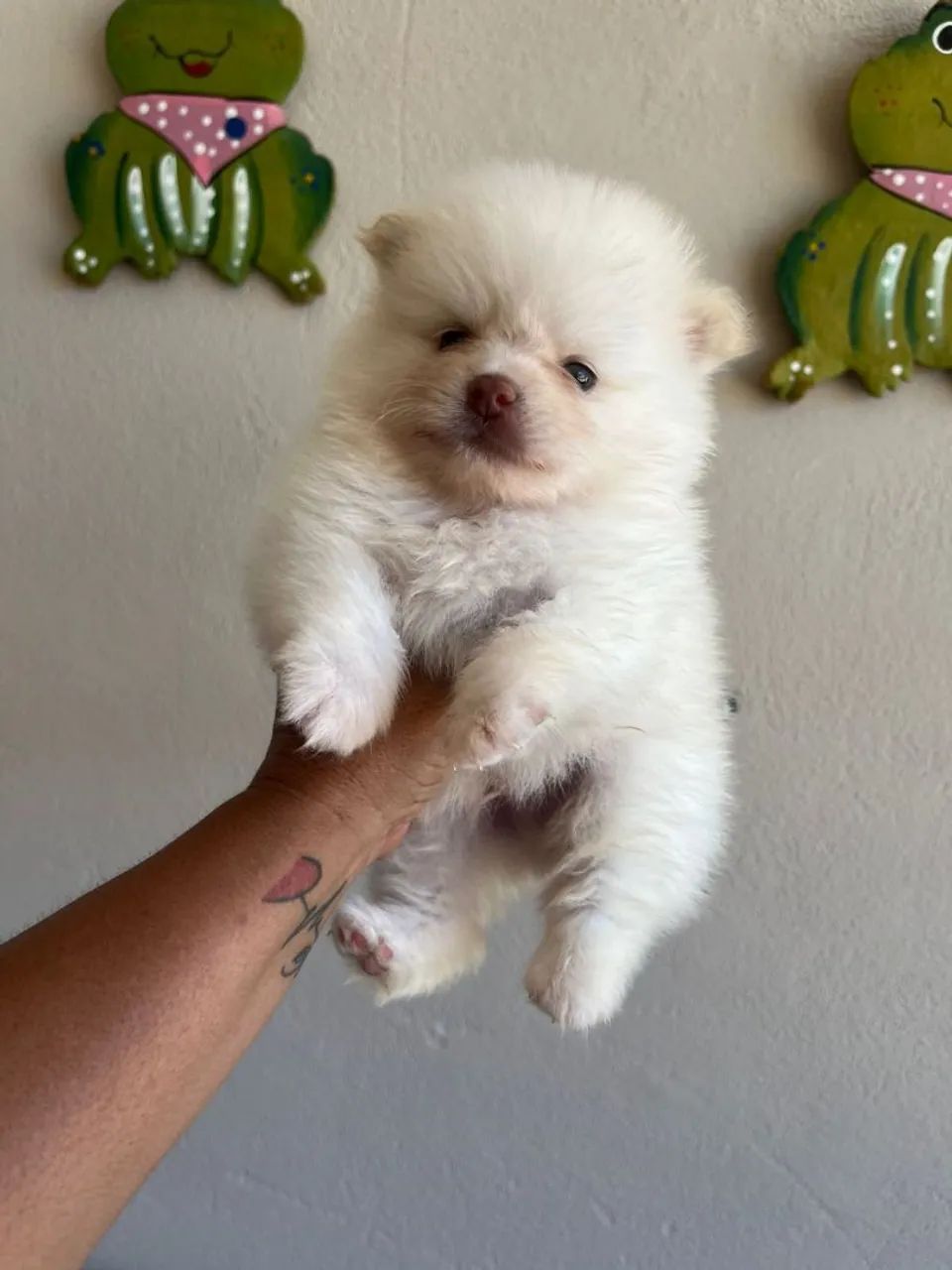 Spitz alemão 