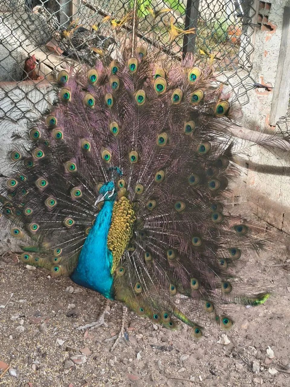 Galinha caipira 