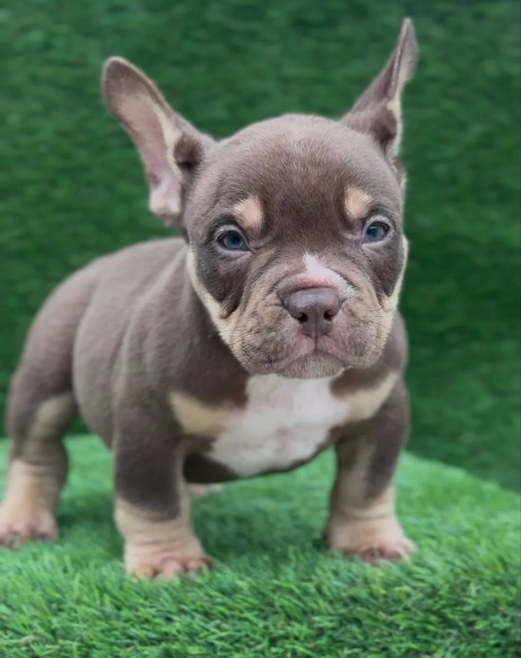 American bully micro  - Foto 2