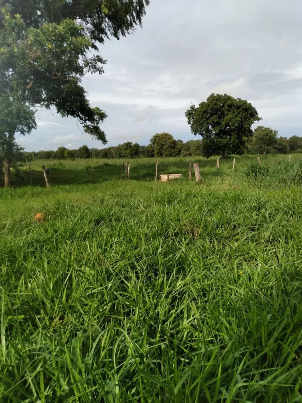 Sítio 27 hectares  - Foto 4