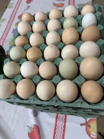 Compro ovos férteis de galinhas variadas  - Foto 2