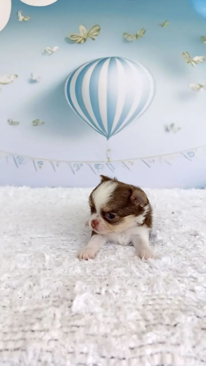 Macho chihuahua  - Foto 3