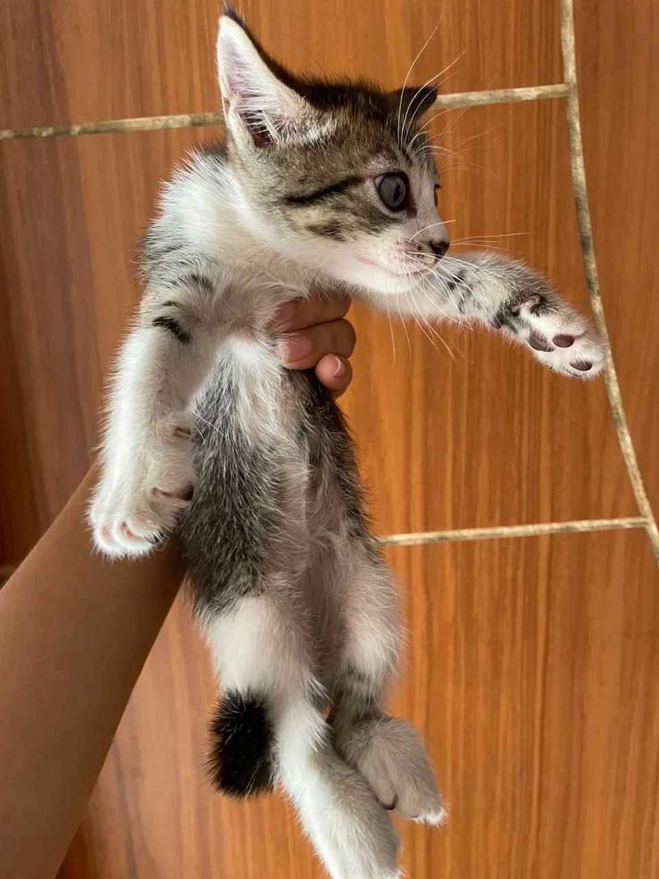 Doação de gato - Foto 3