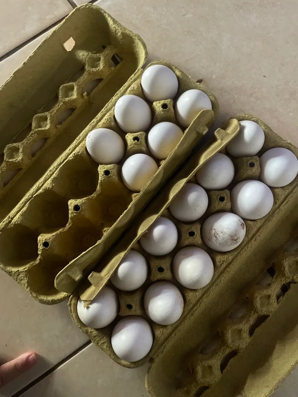 Ovos de peru 