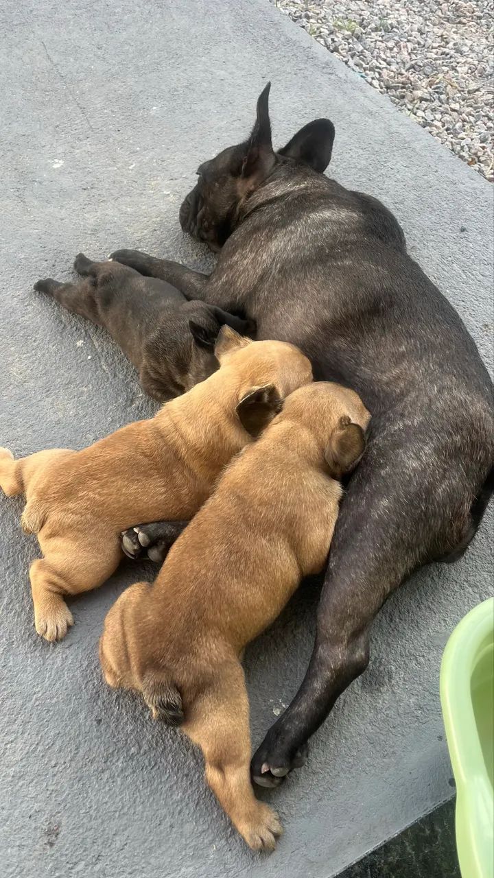 Pet - Foto 2