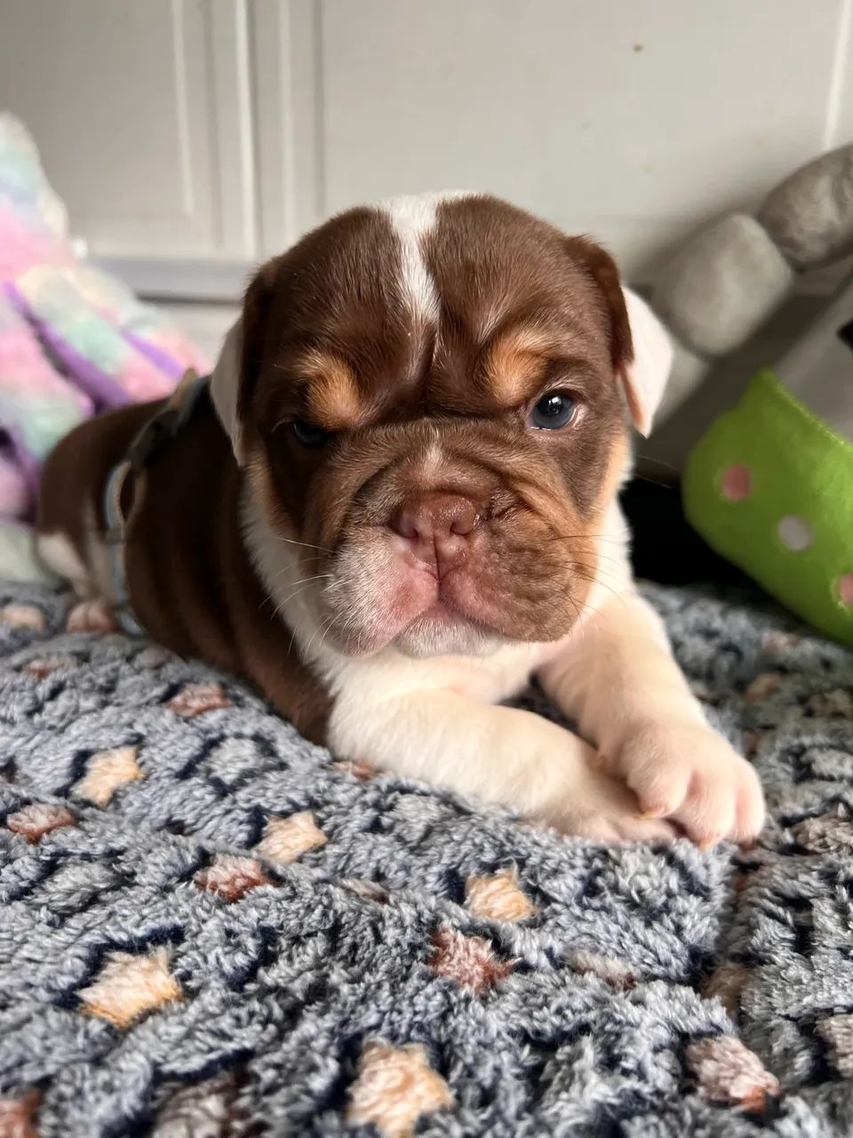 Bulldog inglês  - Foto 4