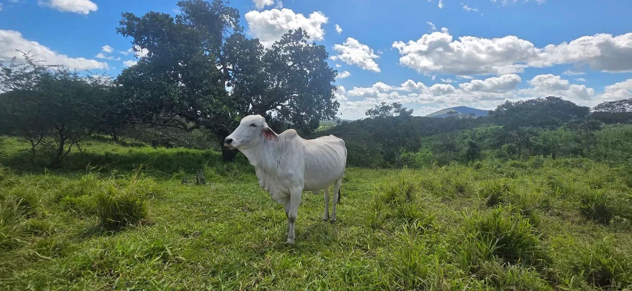 Pasto feito - Povoado Campanha, São Domingos.  - Foto 3