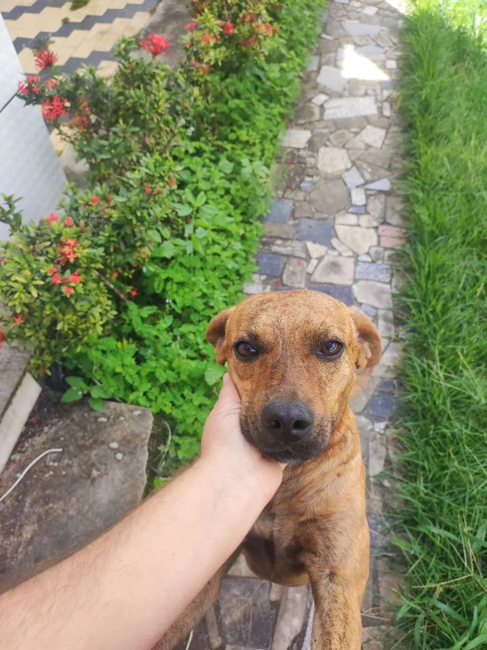 Pet Sitter  - Foto 5