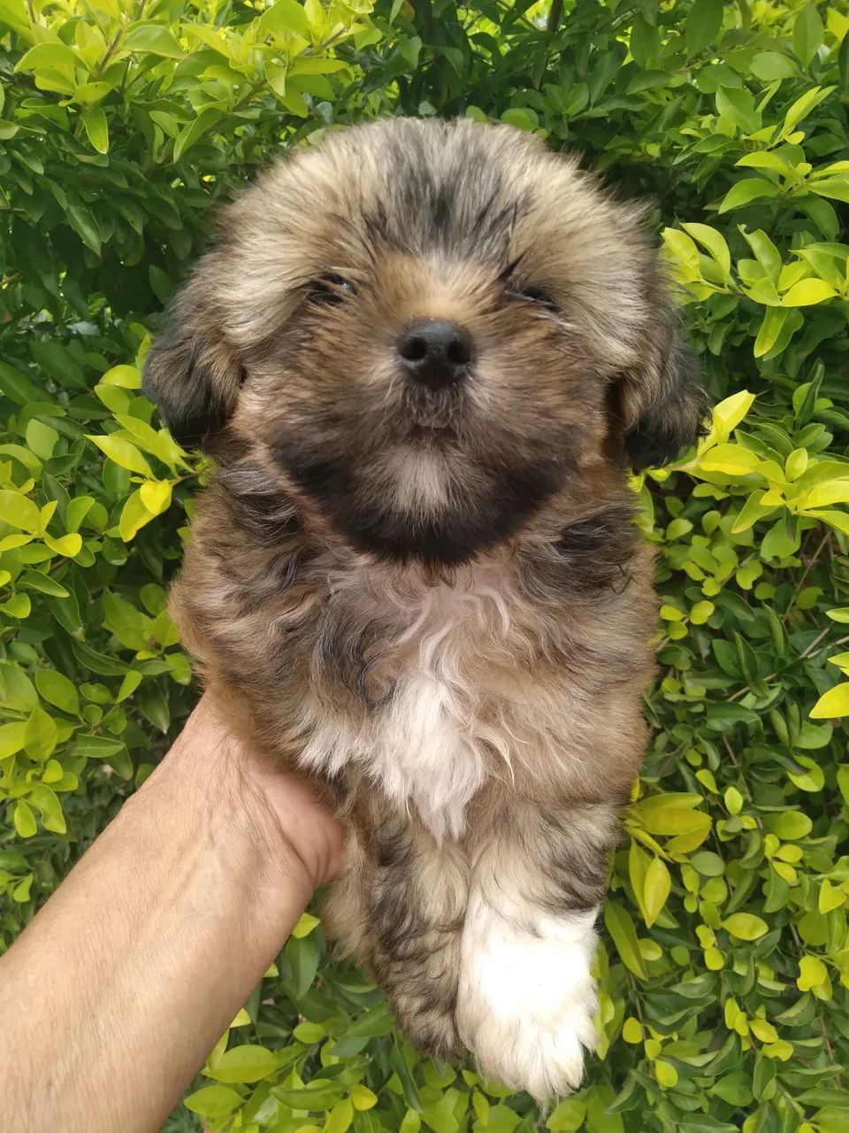 Shihtzu macho - Foto 2