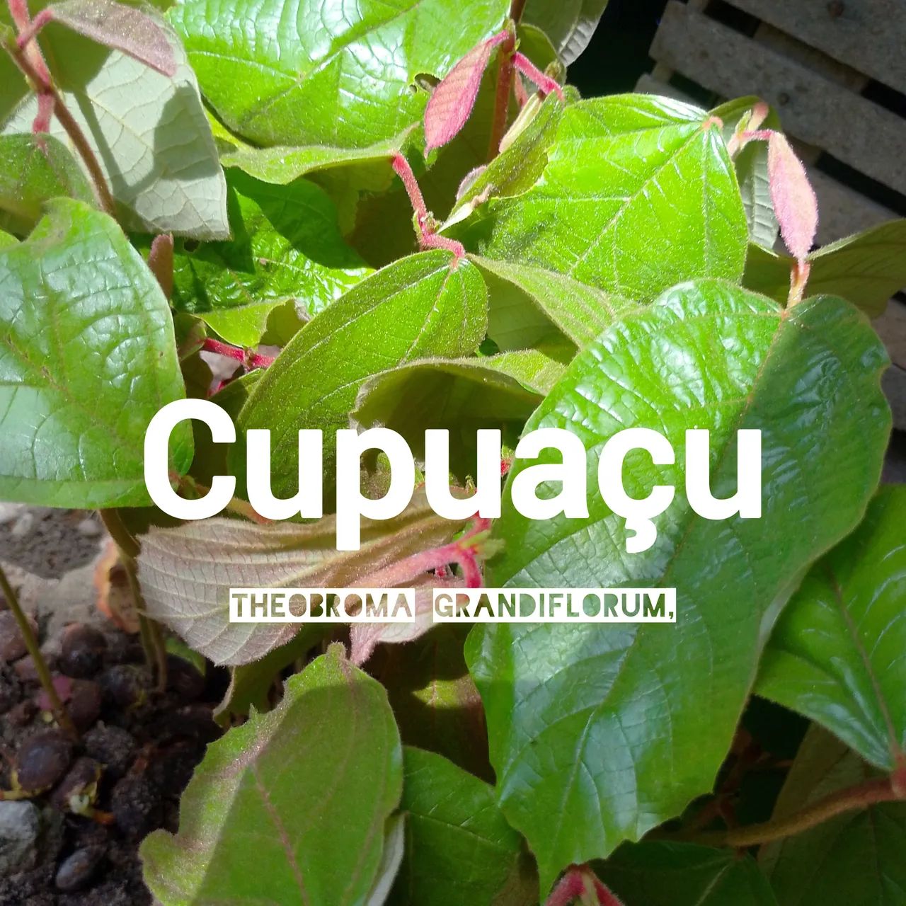 5 mudas de cupuaçu por R$20,00