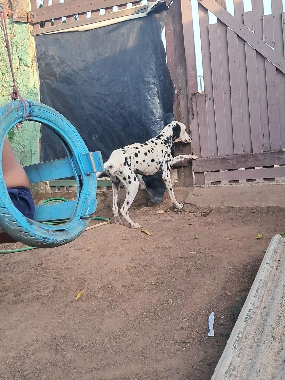 Vendo esse cachorro dálmata 