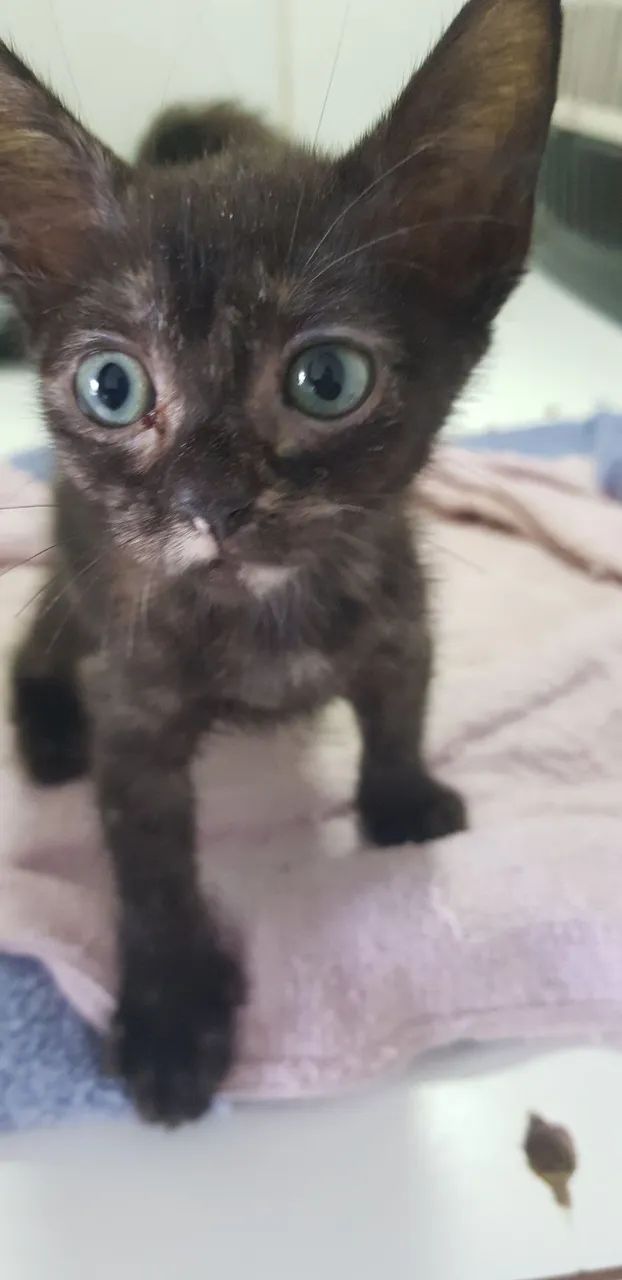 Gatos para adoção responsável ? - Foto 4