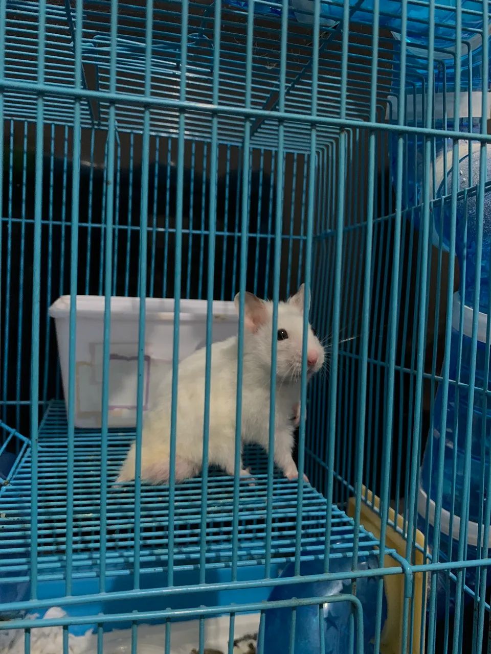 Hamster sírio 65578314924289122