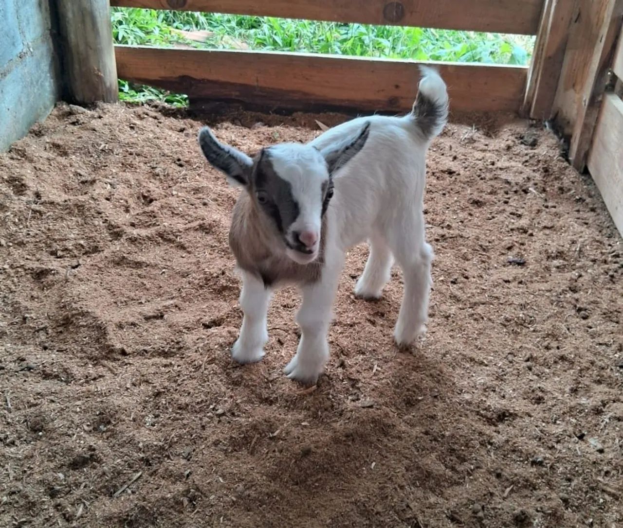 Mini Cabra PET - Foto 5