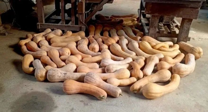 Hortaliças abobora jilo coive alface quiabo - Foto 4
