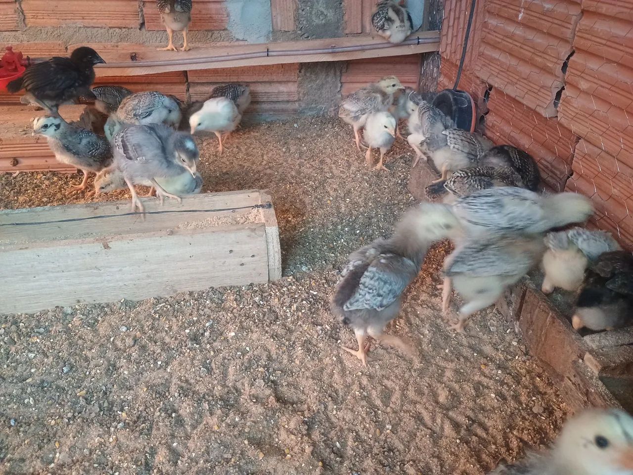 Pintinhos Caipira índio charrua  - Foto 2