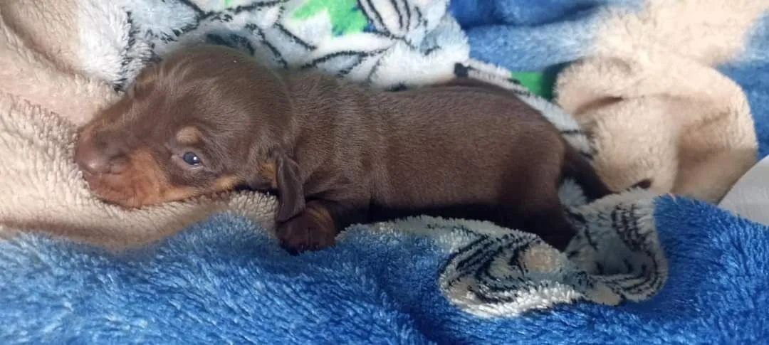 Salsicha Daschund  - Foto 2