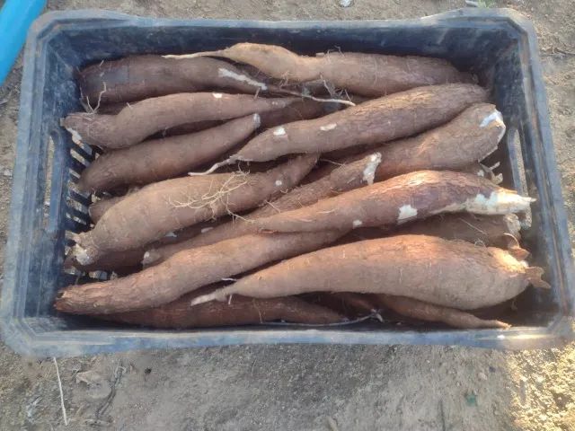 Caixa de Mandioca Amarelinha Super Macia Tenho Manivas Mudas Também