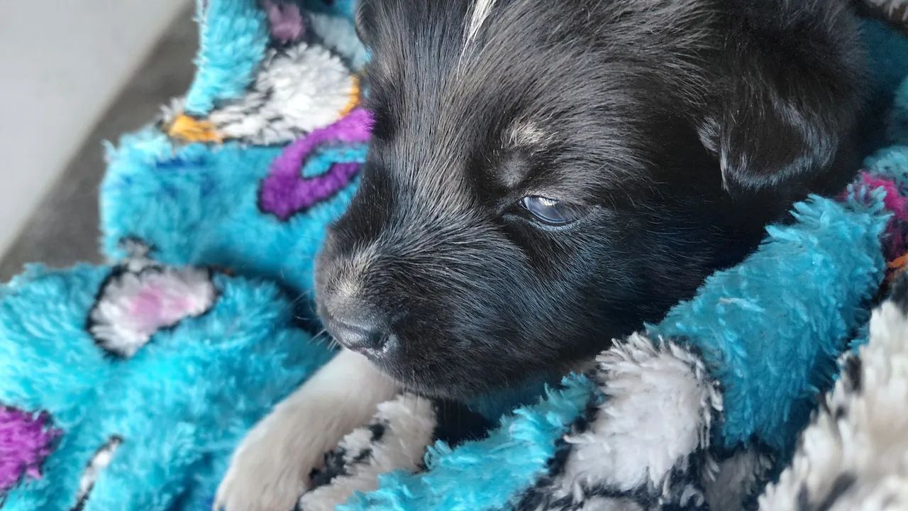 HUSKY SIBERIANO  - Foto 2