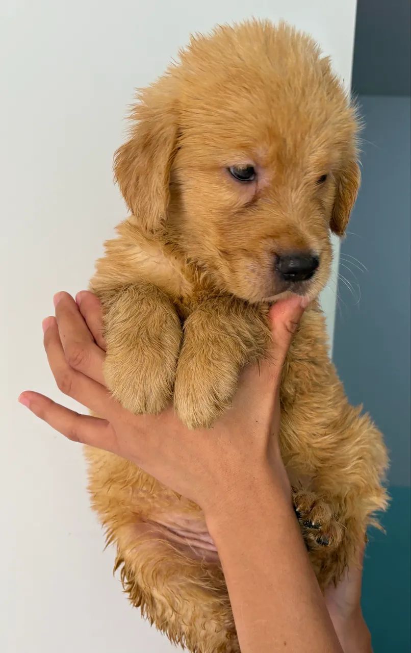 Golden com pedigree  - Foto 2