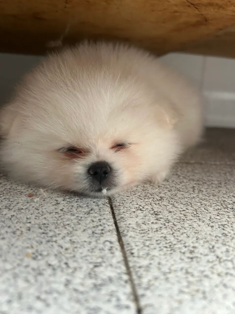 Lulu da pomerania - Foto 3