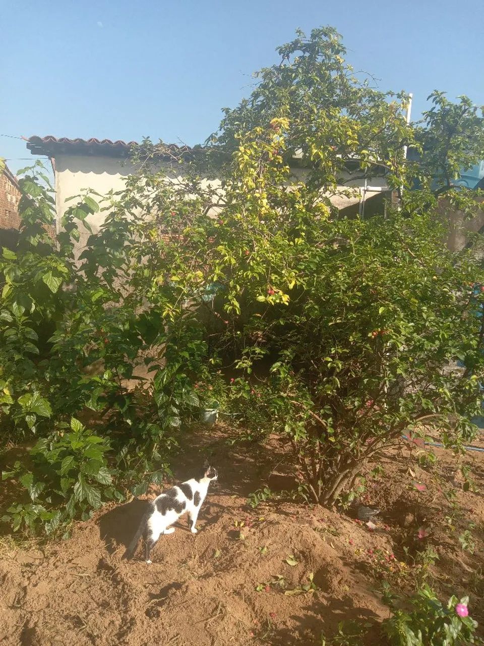 Uma casa - Foto 5