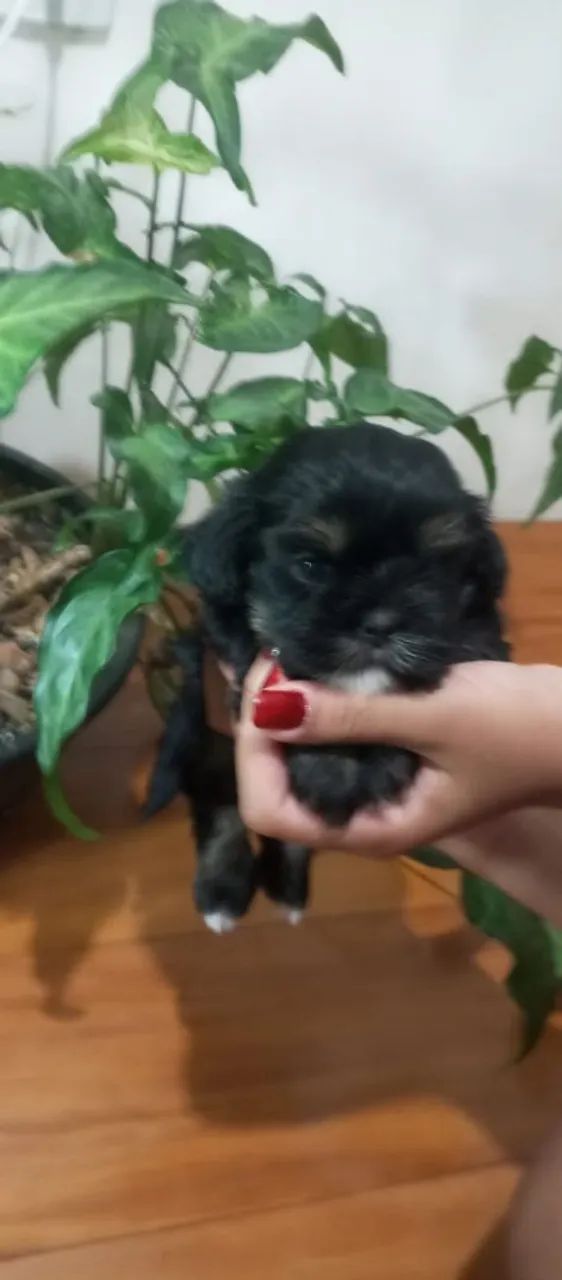 Vendo lindos filhotes de shituzz  - Foto 3