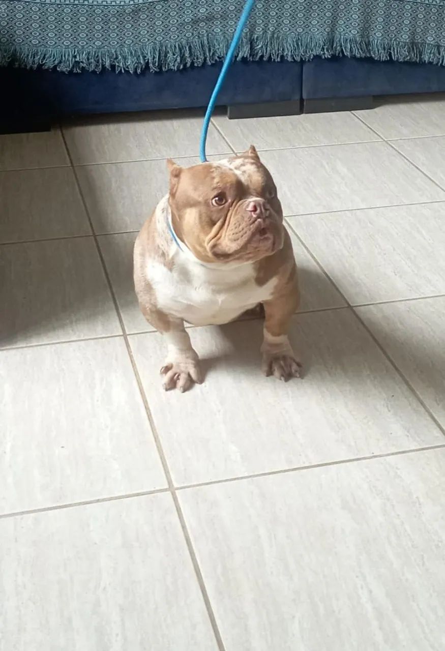 American Bully 