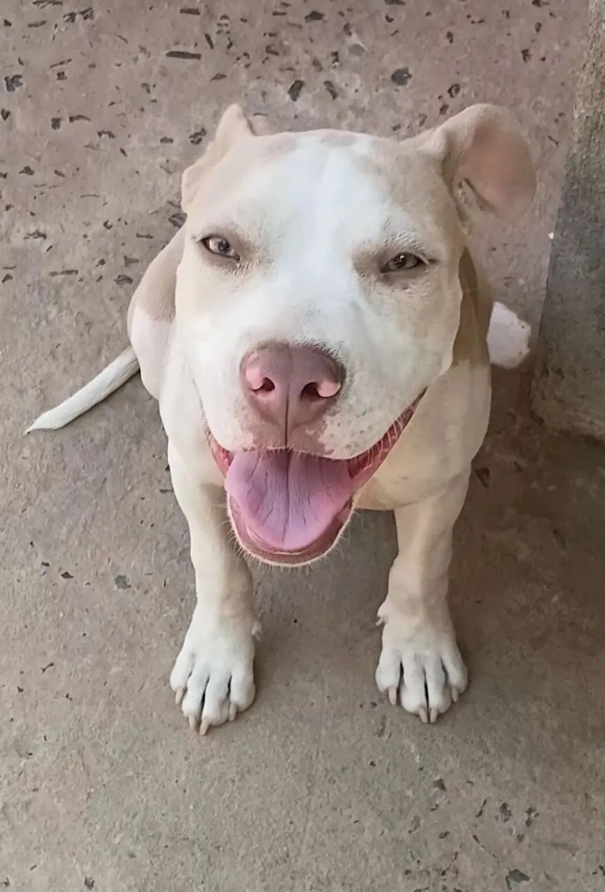 Cachorros  - Foto 4