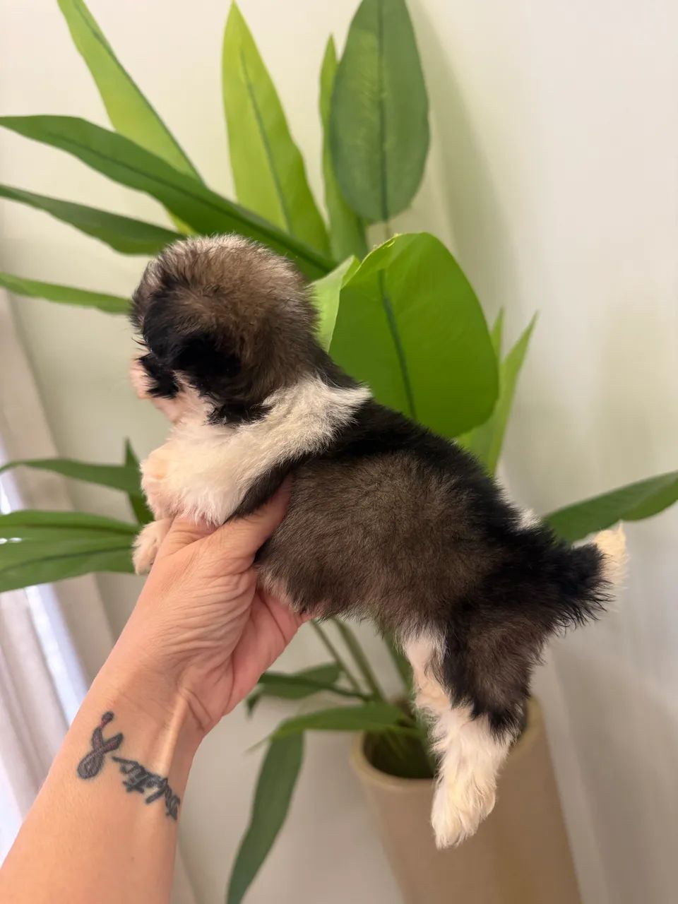 Shih tzu macho mini - Foto 5