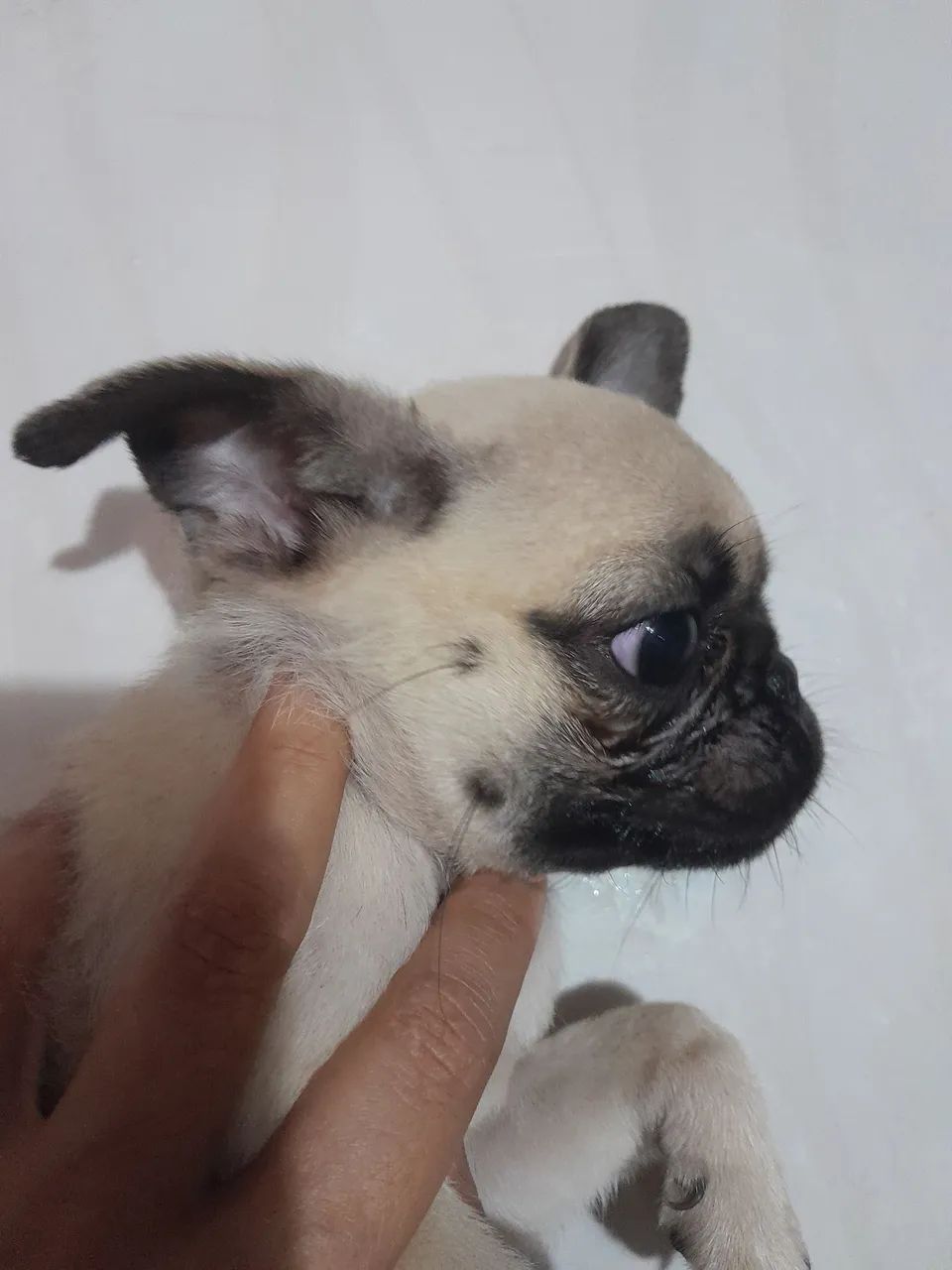 Fêmea pug  - Foto 3