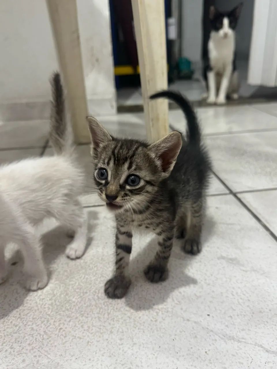 GATINHOS PARA ADOÇAO - Foto 4