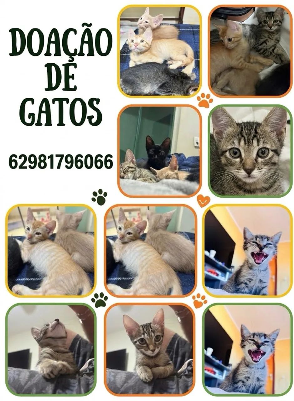 Doação de filhotes de gato  - Foto 2