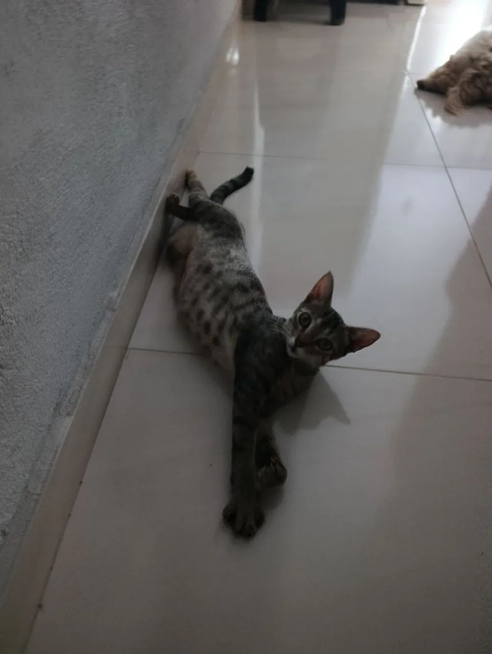 Doação dessa gatinha - Foto 2