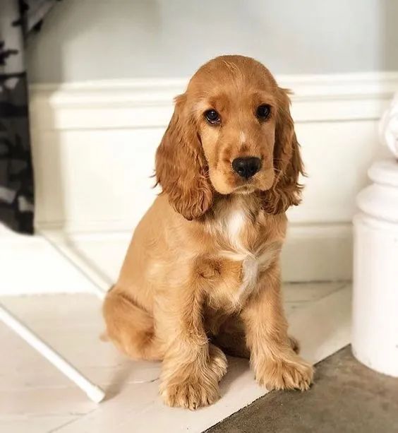 Cocker Spaniel Inglês Um amigo que reconhece seu carinho