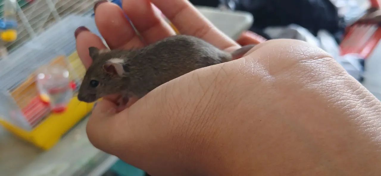 Mice64962660930435121